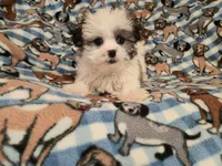 Maltese / shihtzu, a male Maltese and Shih Tzu for sale in Buffalo, NY – 2 of 4