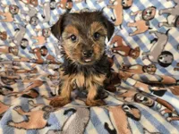 Yorkie Terrier, a male Yorkshire Terrier for sale in Buffalo, NY – 3 of 4
