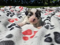 Bichon /Shih tzu , a male Bichon Frise and Shih Tzu for sale in Buffalo, NY – 3 of 5