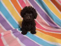 Shihpoo , a female Shihpoo for sale in Buffalo, NY – 3 of 4