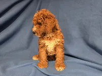 Cockapoo, a male Cockapoo for sale in Buffalo, NY – 3 of 4