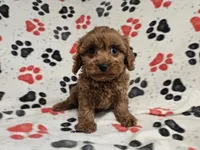 Cavapoo, a male Cavalier King Charles Spaniel and Poodle - Miniature  for sale in Buffalo, NY – 2 of 4