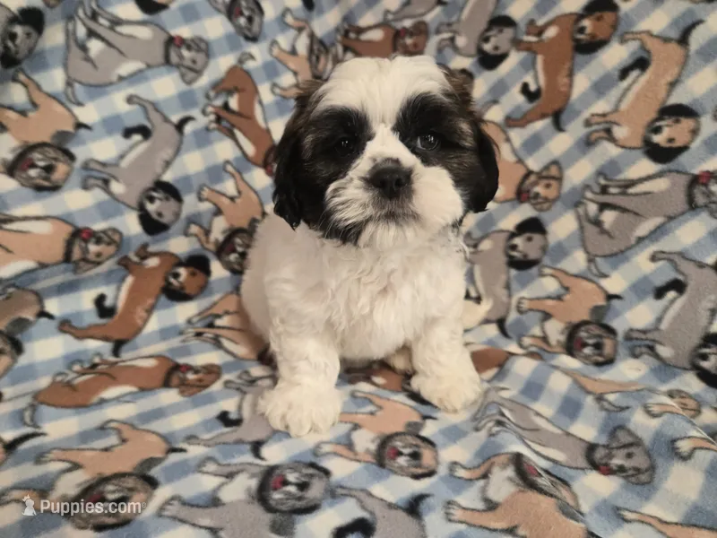 Shihtzu /Maltese mix – Maltese, Shih Tzu puppy for sale in Buffalo, NY