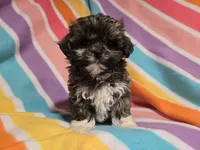 Shihtzu /Maltese , a female Maltese and Shih Tzu for sale in Buffalo, NY – 5 of 5