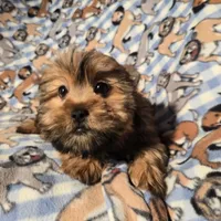 Shorkie, a male Shorkie for sale in Buffalo, NY – Photo 3 of 6