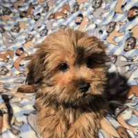 Shorkie, a male Shorkie for sale in Buffalo, NY – Photo 5 of 6