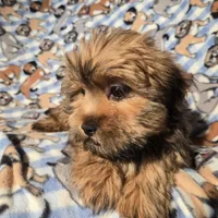 Shorkie, a male Shorkie for sale in Buffalo, NY – Photo 2 of 6