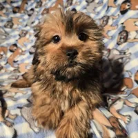 Shorkie, a male Shorkie for sale in Buffalo, NY – Photo 1 of 6