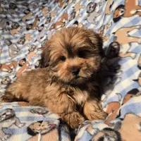 Shorkie, a male Shorkie for sale in Buffalo, NY – Photo 6 of 6