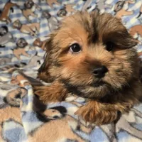 Shorkie, a male Shorkie for sale in Buffalo, NY – Photo 4 of 6