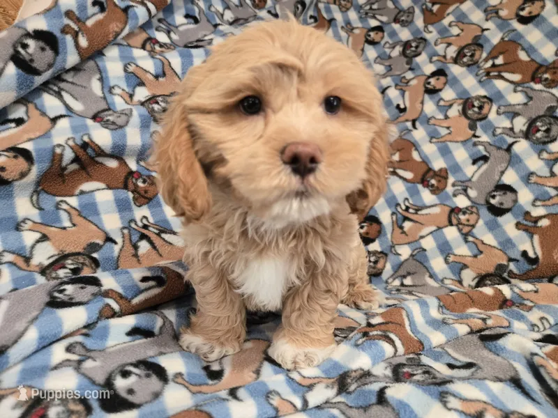 Shihpoo – Shihpoo puppy for sale in Buffalo, NY