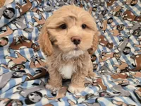 Shihpoo, a male Shihpoo for sale in Buffalo, NY – 1 of 4