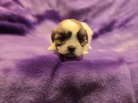 Shihtzu /Bichon, a female Bichon Frise and Shih Tzu for sale in Buffalo, NY – 4 of 4