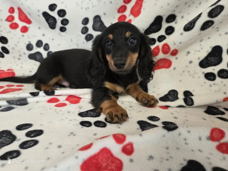 Mini Dachshund – Miniature Dachshund puppy for sale in Buffalo, NY