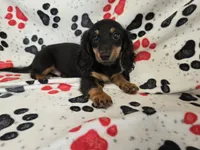 Mini Dachshund, a male Miniature Dachshund for sale in Buffalo, NY – 1 of 4
