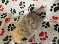 Pomeranian , a male Pomeranian for sale in Buffalo, NY – 6 of 6