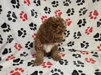Cockapoo, a male Cockapoo for sale in Buffalo, NY – 4 of 4