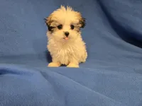 Maltese / shihtzu, a male Maltese and Shih Tzu for sale in Buffalo, NY – 2 of 4