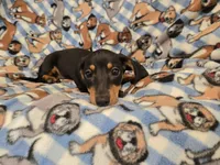Mini Dachshund, a male Miniature Dachshund for sale in Buffalo, NY – 3 of 4