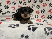 Yorkie Terrier, a male Yorkshire Terrier for sale in Buffalo, NY – 4 of 5