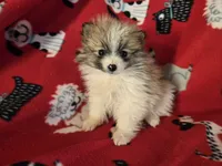 Pomeranian , a male Pomeranian for sale in Buffalo, NY – Photo 2 of 4