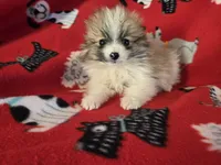 Pomeranian , a male Pomeranian for sale in Buffalo, NY – Photo 3 of 4