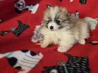 Pomeranian , a male Pomeranian for sale in Buffalo, NY – Photo 4 of 4