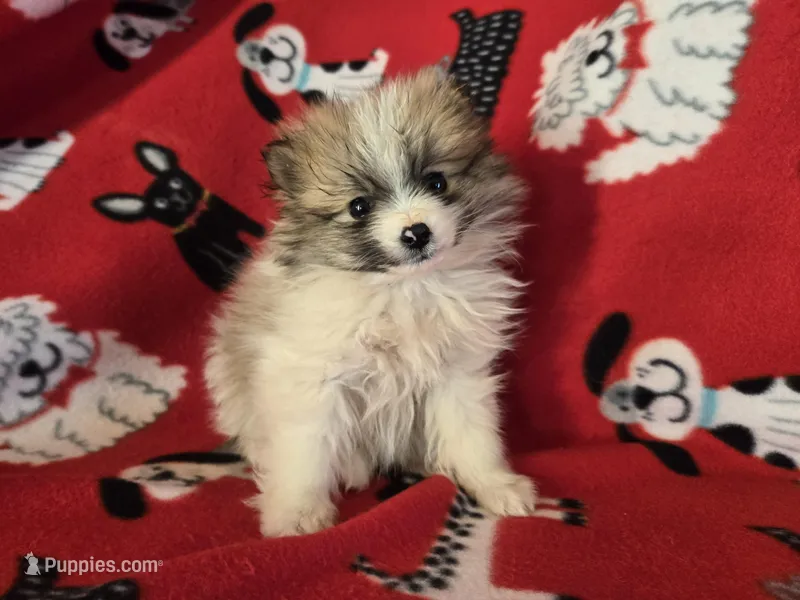 Pomeranian  – Pomeranian puppy for sale in Buffalo, NY
