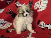 Pomeranian , a male Pomeranian for sale in Buffalo, NY – Photo 1 of 4