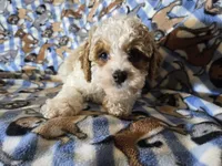 Cavapoo , a male Cavapoo for sale in Buffalo, NY – Photo 2 of 5