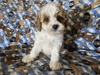 Cavapoo , a male Cavapoo for sale in Buffalo, NY – Photo 1 of 5
