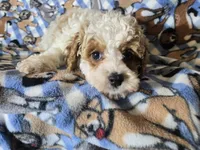 Cavapoo , a male Cavapoo for sale in Buffalo, NY – Photo 3 of 5