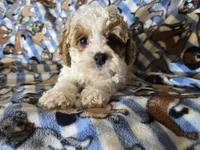 Cavapoo , a male Cavapoo for sale in Buffalo, NY – Photo 4 of 5