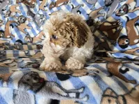 Cavapoo , a male Cavapoo for sale in Buffalo, NY – Photo 5 of 5