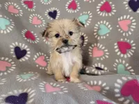 Shorkie , a female Shih Tzu and Yorkshire Terrier for sale in Buffalo, NY – Photo 3 of 6