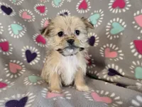 Shorkie , a female Shih Tzu and Yorkshire Terrier for sale in Buffalo, NY – Photo 5 of 6
