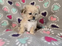 Shorkie , a female Shih Tzu and Yorkshire Terrier for sale in Buffalo, NY – Photo 4 of 6