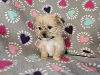 Shorkie , a female Shih Tzu and Yorkshire Terrier for sale in Buffalo, NY – Photo 2 of 6