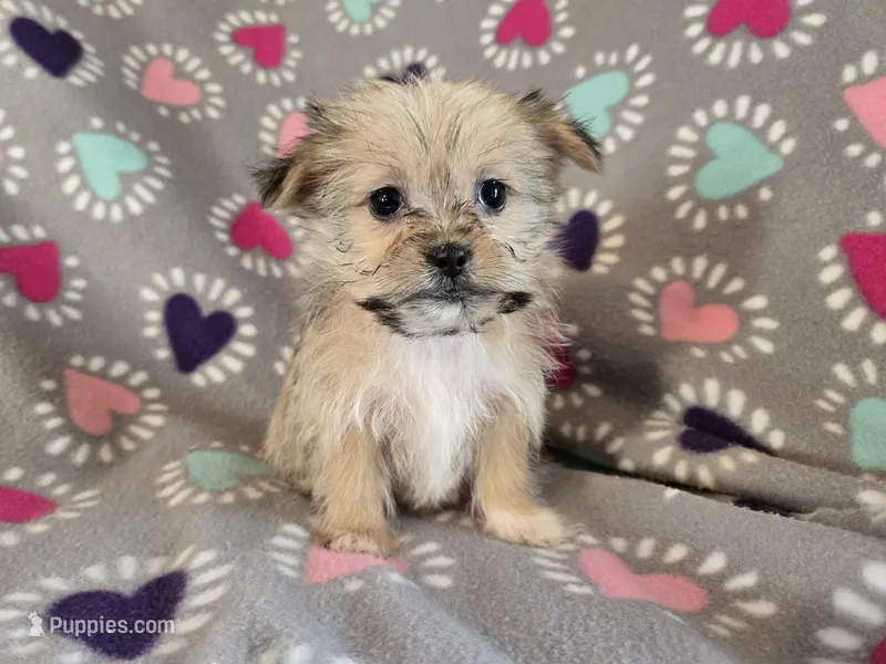 Shorkie  – Shih Tzu, Yorkshire Terrier puppy for sale in Buffalo, NY