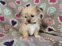 Shorkie , a female Shih Tzu and Yorkshire Terrier for sale in Buffalo, NY – Photo 6 of 6