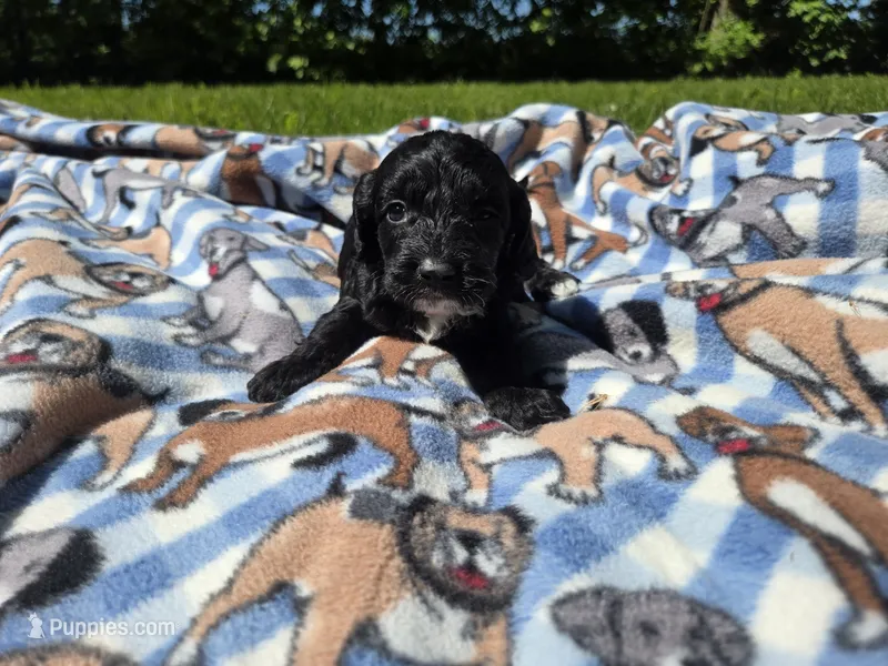 Cockapoo – Cockapoo puppy for sale in Buffalo, NY