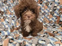 Shihpoo, a male Shihpoo for sale in Buffalo, NY – 2 of 4