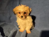 Bichon /Shih tzu , a male Bichon Frise and Shih Tzu for sale in Buffalo, NY – Photo 5 of 5