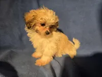 Bichon /Shih tzu , a male Bichon Frise and Shih Tzu for sale in Buffalo, NY – Photo 2 of 5