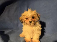 Bichon /Shih tzu , a male Bichon Frise and Shih Tzu for sale in Buffalo, NY – Photo 4 of 5