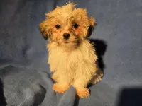 Bichon /Shih tzu , a male Bichon Frise and Shih Tzu for sale in Buffalo, NY – Photo 1 of 5