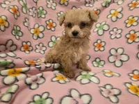 Yorkiepoo /Maltese, a female Yorkipoo and Maltese for sale in Buffalo, NY – 3 of 4