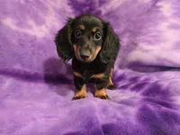 Mini Dachshund, a female Miniature Dachshund for sale in Buffalo, NY – 3 of 4
