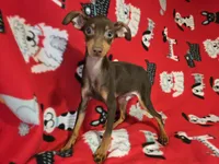 Mini Pinscher, a male Miniature Pinscher for sale in Buffalo, NY – 2 of 3