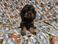Cockapoo, a male Cockapoo for sale in Buffalo, NY – 3 of 4